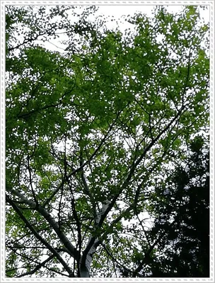 Саженцы осины обыкновенной в Кишиневе, Populus tremula дерево в Молдове |  PLANTE.md