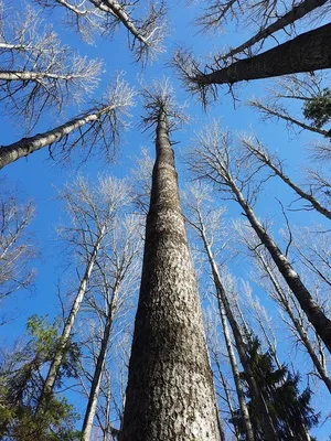 Tremula Populus, дерево осины, европейская осина или дерево дрожа осины  Стоковое Фото - изображение насчитывающей сезон, красно: 135472452