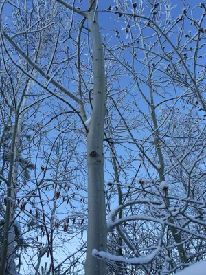 Лес. Зима. Осина | Lamp post, Tree, Sculpting
