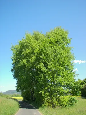 Файл:Tilia habitus.jpg — Википедия