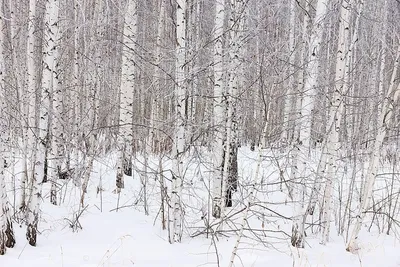 Осины Деревья Зимой В Горах Тянь-Шаня, Казахстан. Фотография, картинки,  изображения и сток-фотография без роялти. Image 51612972