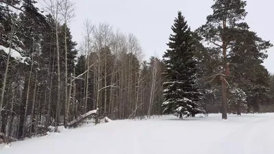 Заготовка дров в деревнях Сибири