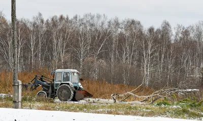 березовая роща в зимнем лесу январь осина Фото Фон И картинка для  бесплатной загрузки - Pngtree