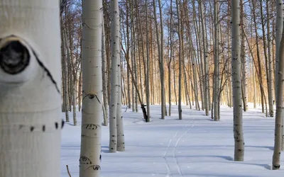 Бесплатное изображение: склон холма, Лесная дорога, Высота, зима, осина,  мороз, холод, дерево, туман, снег
