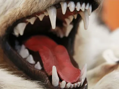 В Шымкенте озверевшая от голода собака грызла труп своего хозяина — Новости  Шымкента