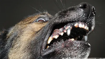 Что делать при встрече с агрессивной собакой - ветеринар - РИА Новости  Крым, 28.01.2022