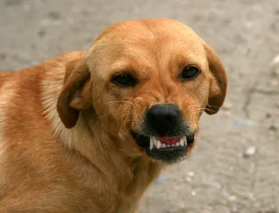 Картинка Злая собака, оскал, зубы HD фото, обои для рабочего стола