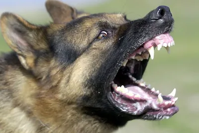 Опасный оскал. Как бороться с бродячими собаками? | Ситуация | ОБЩЕСТВО |  АиФ Коми