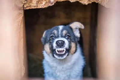 Картинки злых собак (65 фото)
