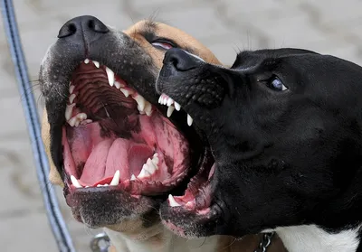 Большая страшная собака-волк, черная…» — создано в Шедевруме