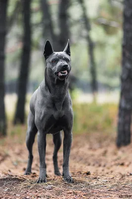 Pin by Ne ny a sho on Злая(ые) собаки, оскал собак | Scary animals, Scary  dogs, Weird animals