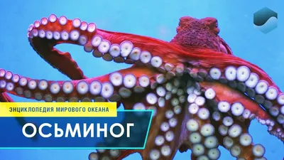 Осьминоги обладают сознанием. Этично ли разводить их искусственно, чтобы  съесть? - BBC News Русская служба