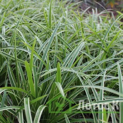 Осока декоративная:. Серебряные Wheatgrass. Синяя осока. Полосатые зеленая  трава Variegated Foliosissima F Morrowii осокы танца ос Стоковое Фото -  изображение насчитывающей сад, конец: 176569940
