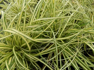Осока Моррова Variegata 390 руб. AGRO868