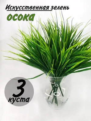 Осока Морроу 'Vanilla Ice' (Carex morrowii 'Vanilla Ice')