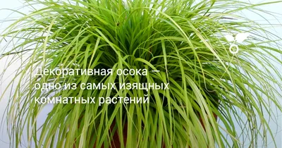 Осока Вариегата - фото и описание в каталоге питомника