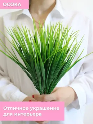 Декоративная осока — одно из самых изящных комнатных растений. Уход в  домашних условиях. Фото — Ботаничка