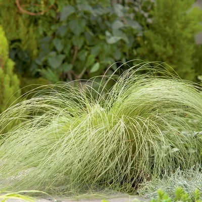 Осока декоративная:. Серебряные Wheatgrass. Синяя осока. Полосатые зеленая  трава Variegated Foliosissima F Morrowii осокы танца ос Стоковое Фото -  изображение насчитывающей зеленый, природа: 176570218