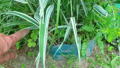 Осока ржавопятнистая / Carex siderosticta | Декоративные растения и  кустарники , каталог саженцев \"Вострасад\"