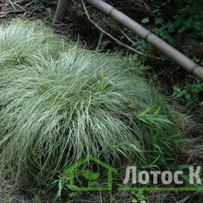 Осока: посадка и уход в открытом грунте, использование в ландшафтном дизайне