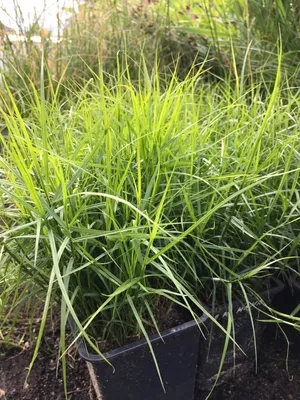Осока ложно-сыть (Carex pseudocyperus) - Осока ложно-сыть - Осока -  Декоративные травы - По виду - Каталог - LESKOVO-PITOMNIK.ru