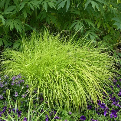 Купить семена Осока лисовидная Carex vulpinoidea в Минске и почтой по  Беларуси