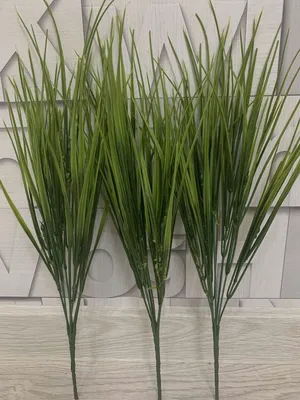 Осока гладконосая (Carex leiorhyncha) - Осока гладконосая - Осока -  Декоративные травы - По виду - Каталог - LESKOVO-PITOMNIK.ru