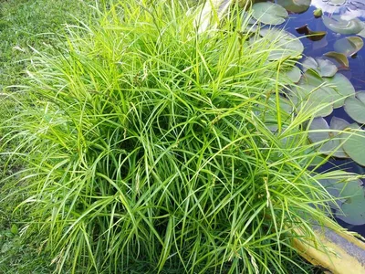 Осока декоративная:. Серебряные Wheatgrass. Синяя осока. Полосатые зеленая  трава Variegated Foliosissima F Morrowii осокы танца ос Стоковое Фото -  изображение насчитывающей роса, тесемка: 176569096