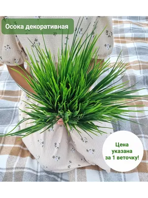 Осока декоративная Калотидес с доставкой! 🌱 [О101192]