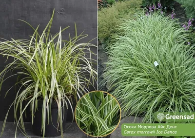 Осока декоративная:. Серебряные Wheatgrass. Синяя осока. Полосатые зеленая  трава Variegated Foliosissima F Morrowii осокы танца ос Стоковое Фото -  изображение насчитывающей флора, зеленый: 176568576
