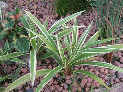 Осока птиценожковая Variegata - Осока - GardenPlants