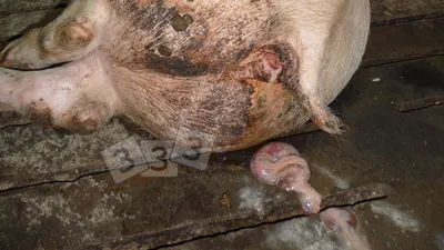 Абортированные плоды - Атлас патологий свиней - pig333.ru, от фермы к рынку