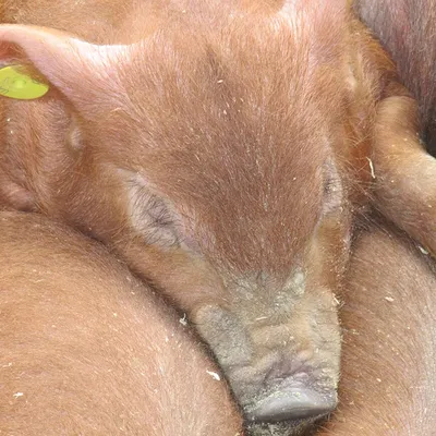 Діагностика рожи свиней | UVT - постачання ветеринарної продукції.
