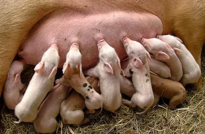 Важность процесса отъема поросят - Статьи - pig333.ru, от фермы к рынку
