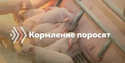 Частые заболевания свиней и поросят: симптомы, лечение, профилактика,  фотот, видео