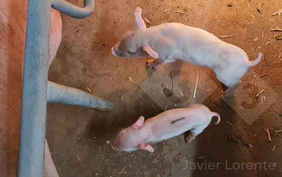 Дерматит - Атлас патологий свиней - pig333.ru, от фермы к рынку