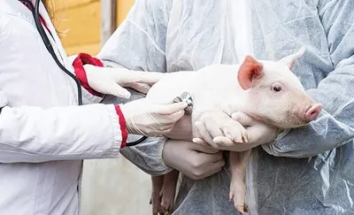 Репродуктивно-респираторный синдром свиней | 25.05.2023 | Хабары -  БезФормата