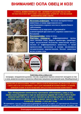 Поросята-отъемыши:первые часы после поступления поросят на доращивании -  Статьи - pig333.ru, от фермы к рынку