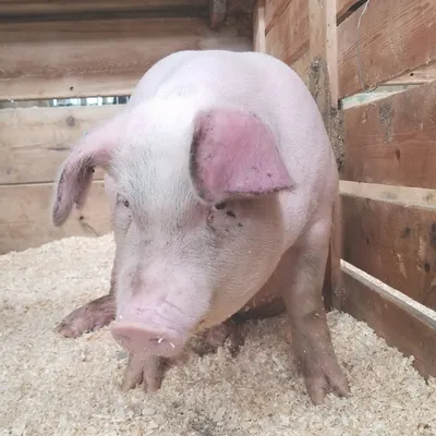 🐷Па-па-па! По пятьдесят, и …» — создано в Шедевруме