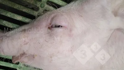 Отечная болезнь – Чем больше я лечу, тем больше свиней умирает! - Статьи -  pig333.ru, от фермы к рынку