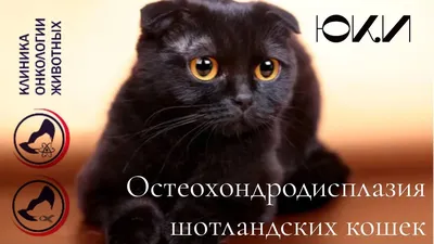 Костнохрящевая остеохондродисплазия шотландских кошек - YouTube