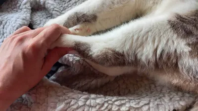 Остеохондродисплазия кошек породы Скотиш Фолд (Scottish Fold) |  Ветеринарная клиника доктора Шубина