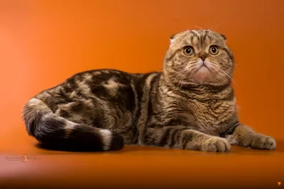Дисплазия суставов у кошек вислоухих - картинки и фото koshka.top