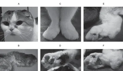 Эффективность и осложнения при паллиативном применении лучевой терапии у  трех кошек породы Шотландская вислоухая, страдающих остеохондродисплазией -  Ветеринарный Центр «Прайд»