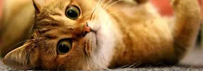В Бельгии запретили разводить некоторые породы кошек. Шотландские вислоухие,  бенгальские и саванны (3 фото) » Невседома