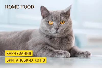 Болезнь суставов у шотландских вислоухих кошек. | ВКонтакте