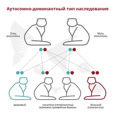 ОХД – остеохондродисплазия шотландских вислоухих кошек - Ветеринарная  клиника МВЦ «Два сердца» в Санкт Петербурге