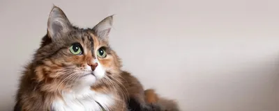 вислоухий кот с остеохондродисплазией - Форум неравнодушных людей
