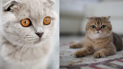 5 мифов о шотландских кошках - Питомцы Mail.ru