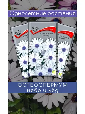 Отзыв о Семена Остеоспермум Поиск \"Небо и лед\" | Нежные цветы неописуемой  красоты